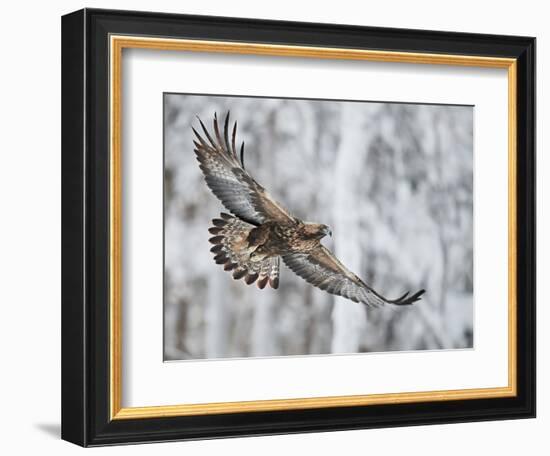 Golden eagle (Aquila chrysaetus) Kuusamo, Finland, January-Markus Varesvuo-Framed Photographic Print