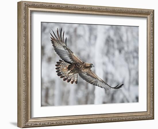 Golden eagle (Aquila chrysaetus) Kuusamo, Finland, January-Markus Varesvuo-Framed Photographic Print