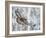 Golden eagle (Aquila chrysaetus) Kuusamo, Finland, January-Markus Varesvuo-Framed Photographic Print