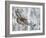 Golden eagle (Aquila chrysaetus) Kuusamo, Finland, January-Markus Varesvuo-Framed Photographic Print