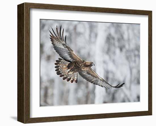 Golden eagle (Aquila chrysaetus) Kuusamo, Finland, January-Markus Varesvuo-Framed Photographic Print