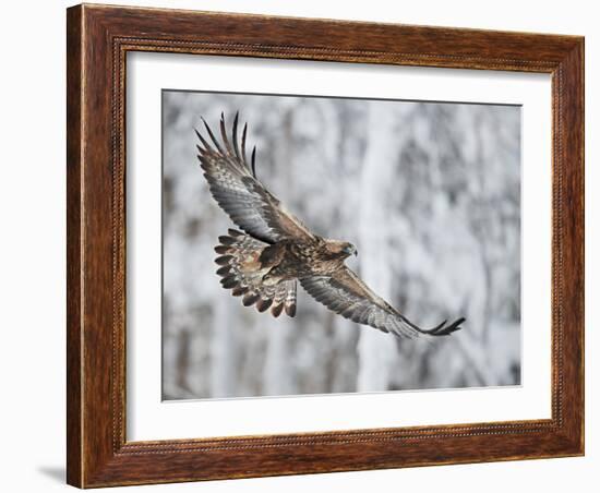 Golden eagle (Aquila chrysaetus) Kuusamo, Finland, January-Markus Varesvuo-Framed Photographic Print