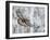 Golden eagle (Aquila chrysaetus) Kuusamo, Finland, January-Markus Varesvuo-Framed Photographic Print