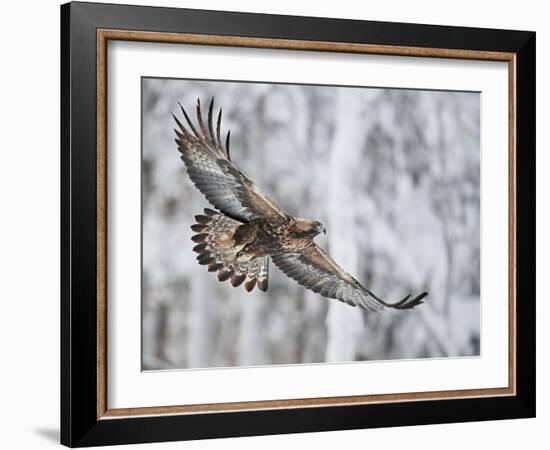 Golden eagle (Aquila chrysaetus) Kuusamo, Finland, January-Markus Varesvuo-Framed Photographic Print