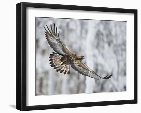 Golden eagle (Aquila chrysaetus) Kuusamo, Finland, January-Markus Varesvuo-Framed Photographic Print