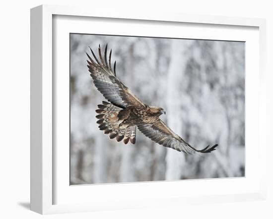 Golden eagle (Aquila chrysaetus) Kuusamo, Finland, January-Markus Varesvuo-Framed Photographic Print