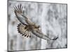 Golden eagle (Aquila chrysaetus) Kuusamo, Finland, January-Markus Varesvuo-Mounted Photographic Print