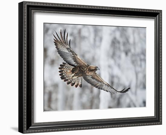 Golden eagle (Aquila chrysaetus) Kuusamo, Finland, January-Markus Varesvuo-Framed Photographic Print