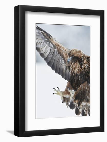 Golden eagle (Aquila chrysaetus) landing, Kuusamo, Finland, January.-Markus Varesvuo-Framed Photographic Print
