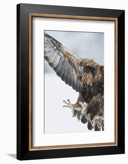 Golden eagle (Aquila chrysaetus) landing, Kuusamo, Finland, January.-Markus Varesvuo-Framed Photographic Print