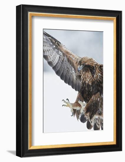 Golden eagle (Aquila chrysaetus) landing, Kuusamo, Finland, January.-Markus Varesvuo-Framed Photographic Print