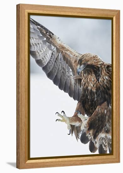 Golden eagle (Aquila chrysaetus) landing, Kuusamo, Finland, January.-Markus Varesvuo-Framed Premier Image Canvas