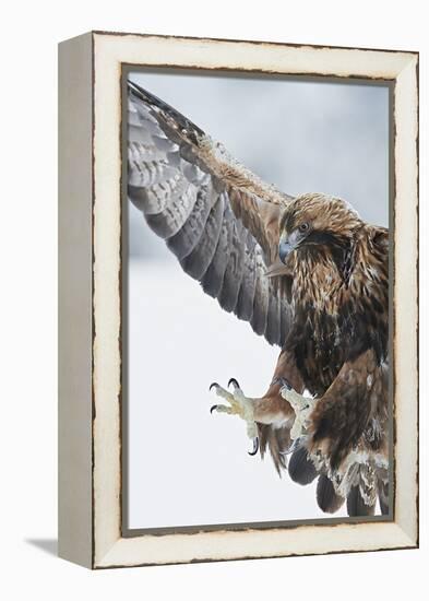 Golden eagle (Aquila chrysaetus) landing, Kuusamo, Finland, January.-Markus Varesvuo-Framed Premier Image Canvas