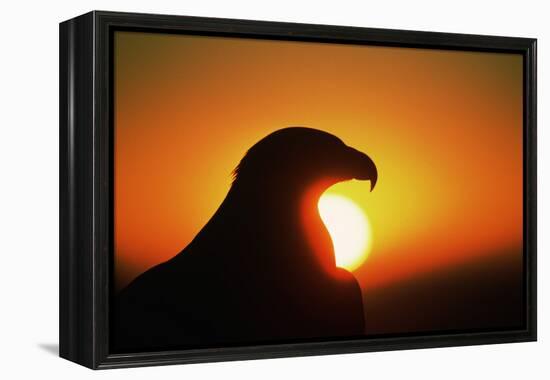 Golden Eagle at Sunrise-W. Perry Conway-Framed Premier Image Canvas