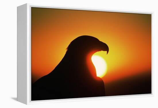 Golden Eagle at Sunrise-W. Perry Conway-Framed Premier Image Canvas