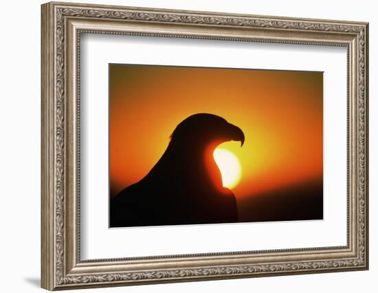 Golden Eagle at Sunrise-W. Perry Conway-Framed Photographic Print