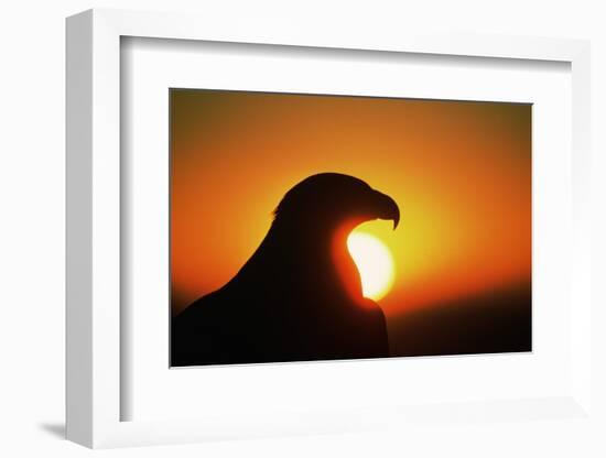 Golden Eagle at Sunrise-W. Perry Conway-Framed Photographic Print