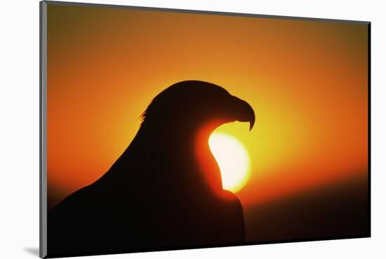 Golden Eagle at Sunrise-W. Perry Conway-Mounted Photographic Print