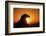 Golden Eagle at Sunrise-W. Perry Conway-Framed Photographic Print