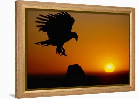 Golden Eagle at Sunset-W. Perry Conway-Framed Premier Image Canvas