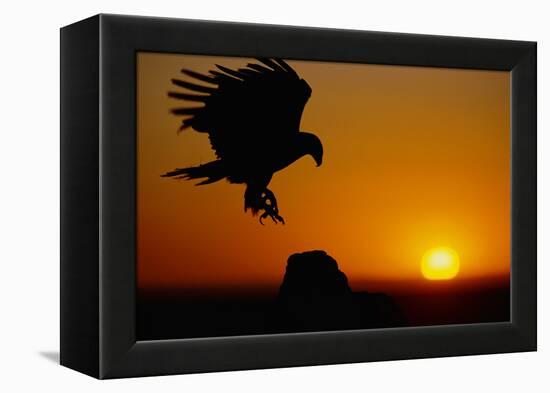 Golden Eagle at Sunset-W. Perry Conway-Framed Premier Image Canvas