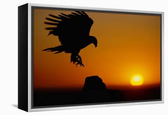 Golden Eagle at Sunset-W. Perry Conway-Framed Premier Image Canvas