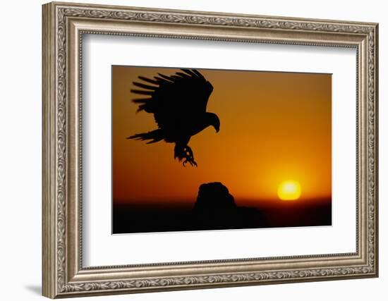 Golden Eagle at Sunset-W. Perry Conway-Framed Photographic Print