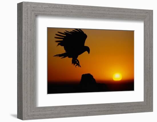 Golden Eagle at Sunset-W. Perry Conway-Framed Photographic Print