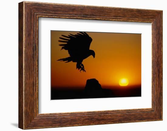 Golden Eagle at Sunset-W. Perry Conway-Framed Photographic Print
