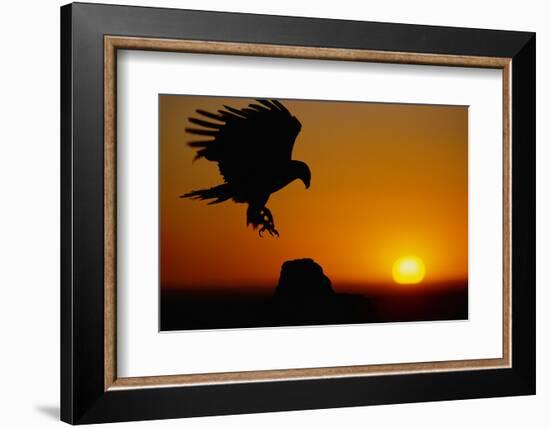 Golden Eagle at Sunset-W. Perry Conway-Framed Photographic Print