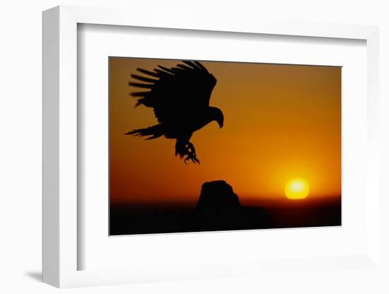 Golden Eagle at Sunset-W. Perry Conway-Framed Photographic Print