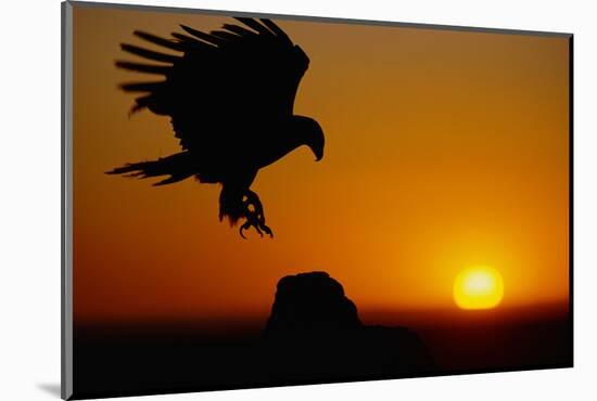 Golden Eagle at Sunset-W. Perry Conway-Mounted Photographic Print