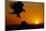 Golden Eagle at Sunset-W. Perry Conway-Mounted Photographic Print