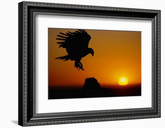 Golden Eagle at Sunset-W. Perry Conway-Framed Photographic Print