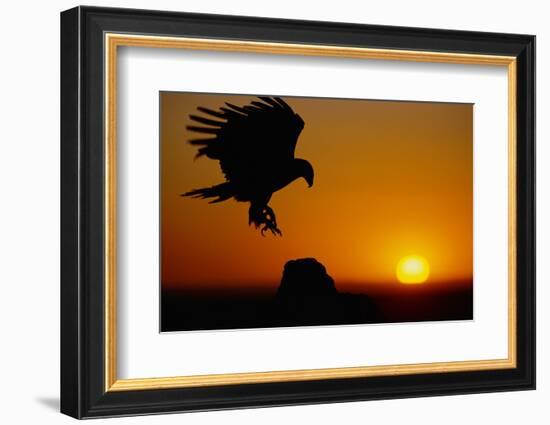 Golden Eagle at Sunset-W. Perry Conway-Framed Photographic Print