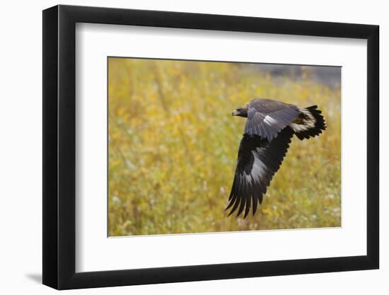 Golden Eagle, Autumn Flight-Ken Archer-Framed Photographic Print