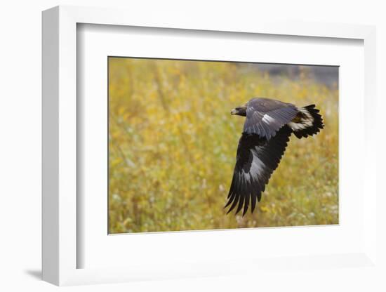 Golden Eagle, Autumn Flight-Ken Archer-Framed Photographic Print