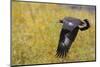 Golden Eagle, Autumn Flight-Ken Archer-Mounted Photographic Print