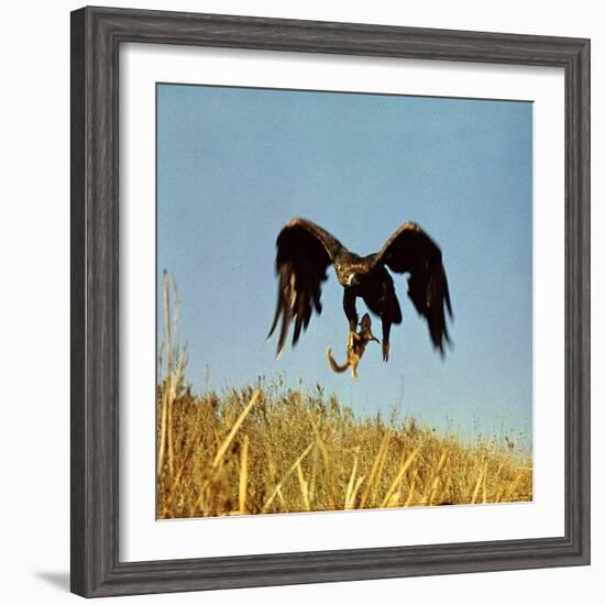 Golden Eagle Clutching a Squirrel in Its Talons-George Silk-Framed Photographic Print