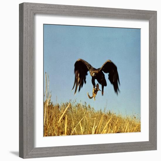 Golden Eagle Clutching a Squirrel in Its Talons-George Silk-Framed Photographic Print