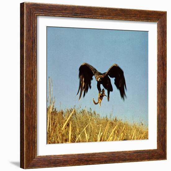 Golden Eagle Clutching a Squirrel in Its Talons-George Silk-Framed Photographic Print