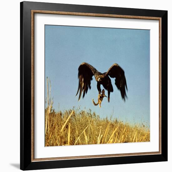 Golden Eagle Clutching a Squirrel in Its Talons-George Silk-Framed Photographic Print