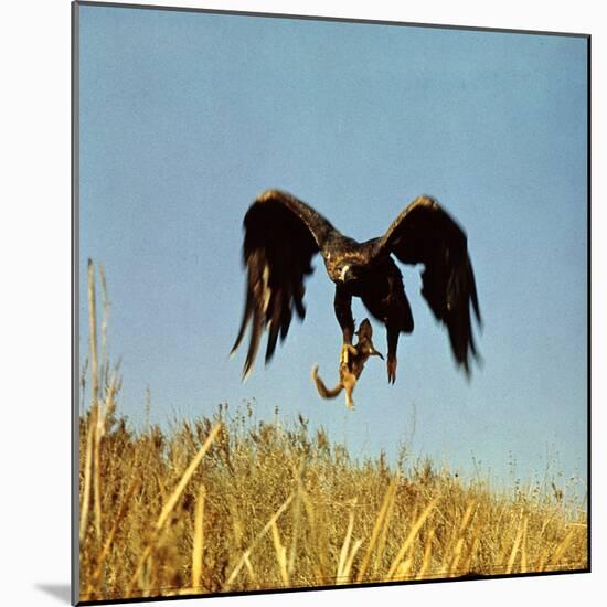 Golden Eagle Clutching a Squirrel in Its Talons-George Silk-Mounted Photographic Print