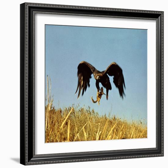 Golden Eagle Clutching a Squirrel in Its Talons-George Silk-Framed Photographic Print