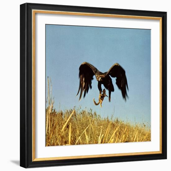 Golden Eagle Clutching a Squirrel in Its Talons-George Silk-Framed Photographic Print