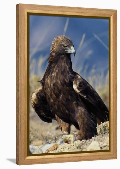 Golden Eagle Clutching Rabbit Kill-W^ Perry Conway-Framed Premier Image Canvas