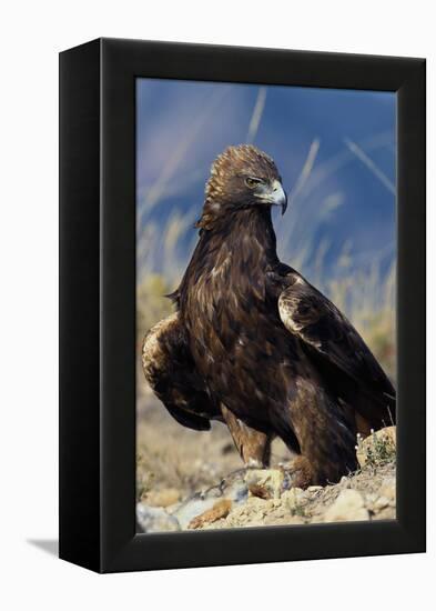 Golden Eagle Clutching Rabbit Kill-W^ Perry Conway-Framed Premier Image Canvas