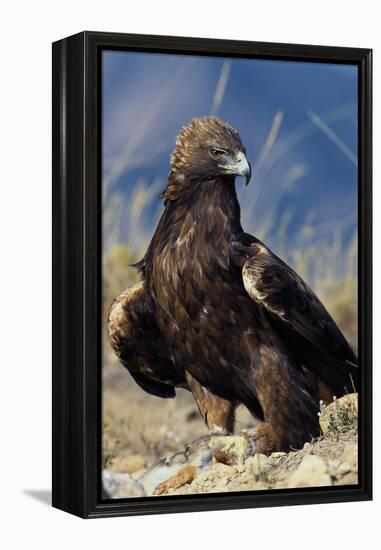 Golden Eagle Clutching Rabbit Kill-W^ Perry Conway-Framed Premier Image Canvas