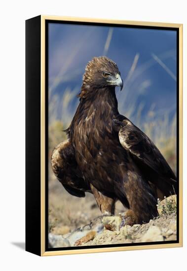 Golden Eagle Clutching Rabbit Kill-W^ Perry Conway-Framed Premier Image Canvas