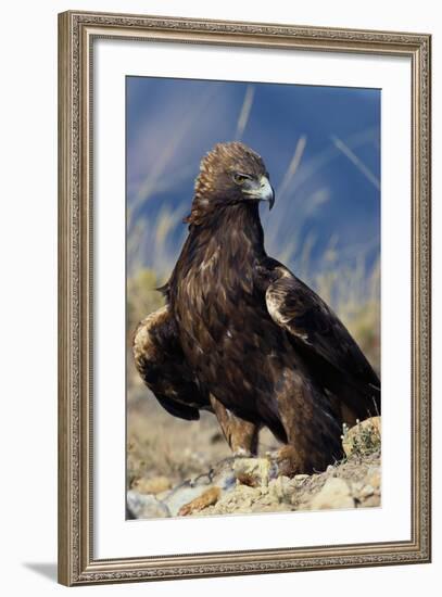 Golden Eagle Clutching Rabbit Kill-W^ Perry Conway-Framed Photographic Print